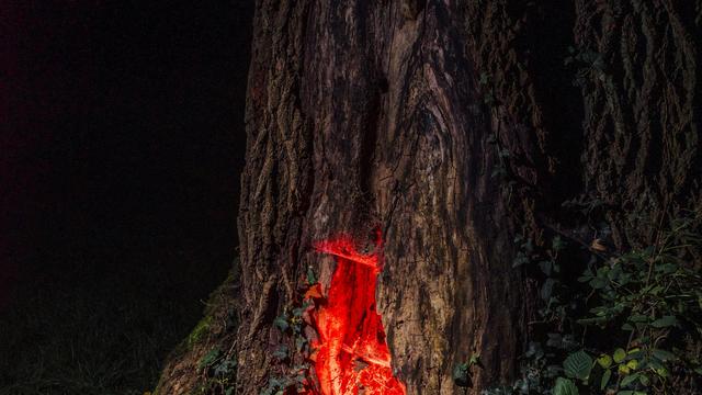 »Die Flucht der Bärin« von Joanna Bator: Dieses Fell riecht nach Freiheit