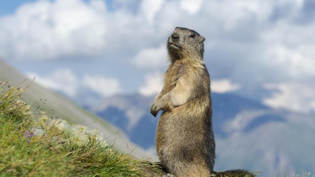 UCLA-Experiment: Die Erotik der Murmeltiere