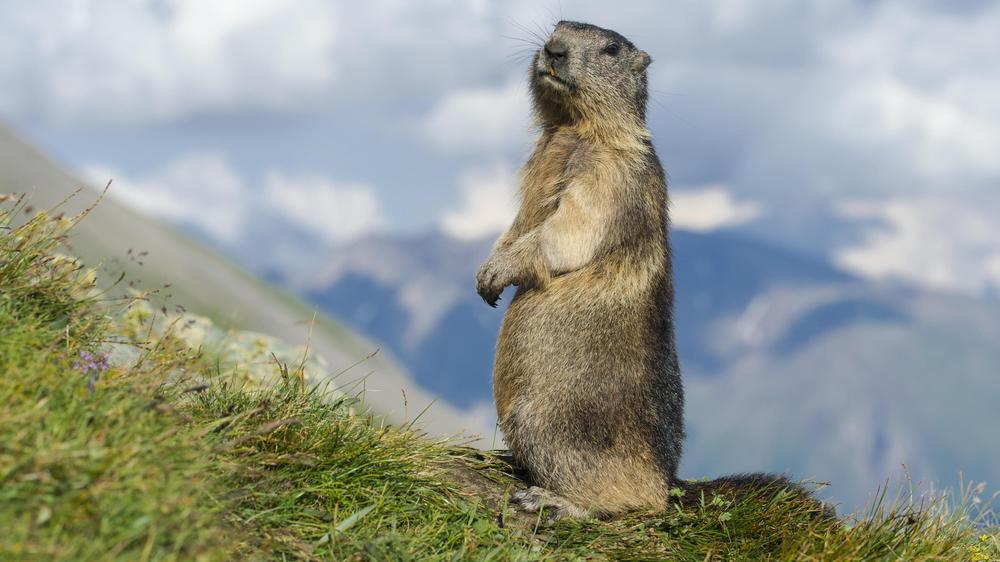 UCLA-Experiment: Das Murmeltier – der eigentliche Hot Rodent Man