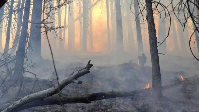 Waldbrandgefahr in Niederösterreich: Und dann flogen die Flammen