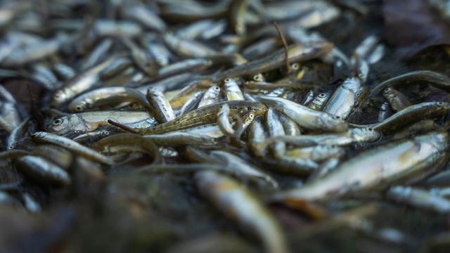 Fischsterben in der Schweiz: Millionen toter Fische