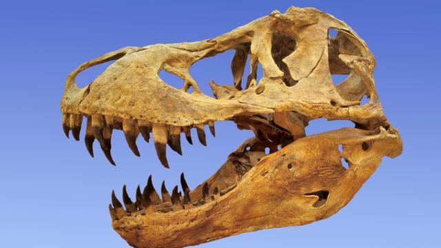 Dinosaurier : Warmblütiger Killer