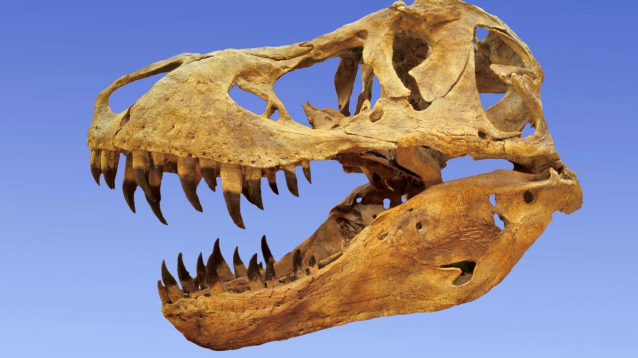 Dinosaurier : Warmblütiger Killer
