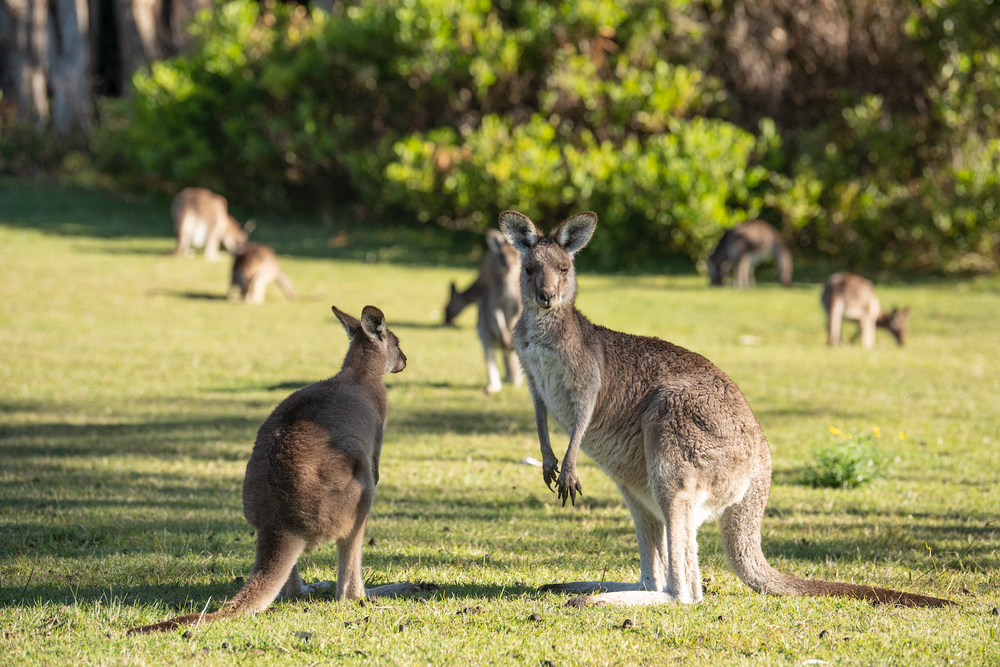 New South Wales eine Reise für die Sinne ZEIT ONLINE