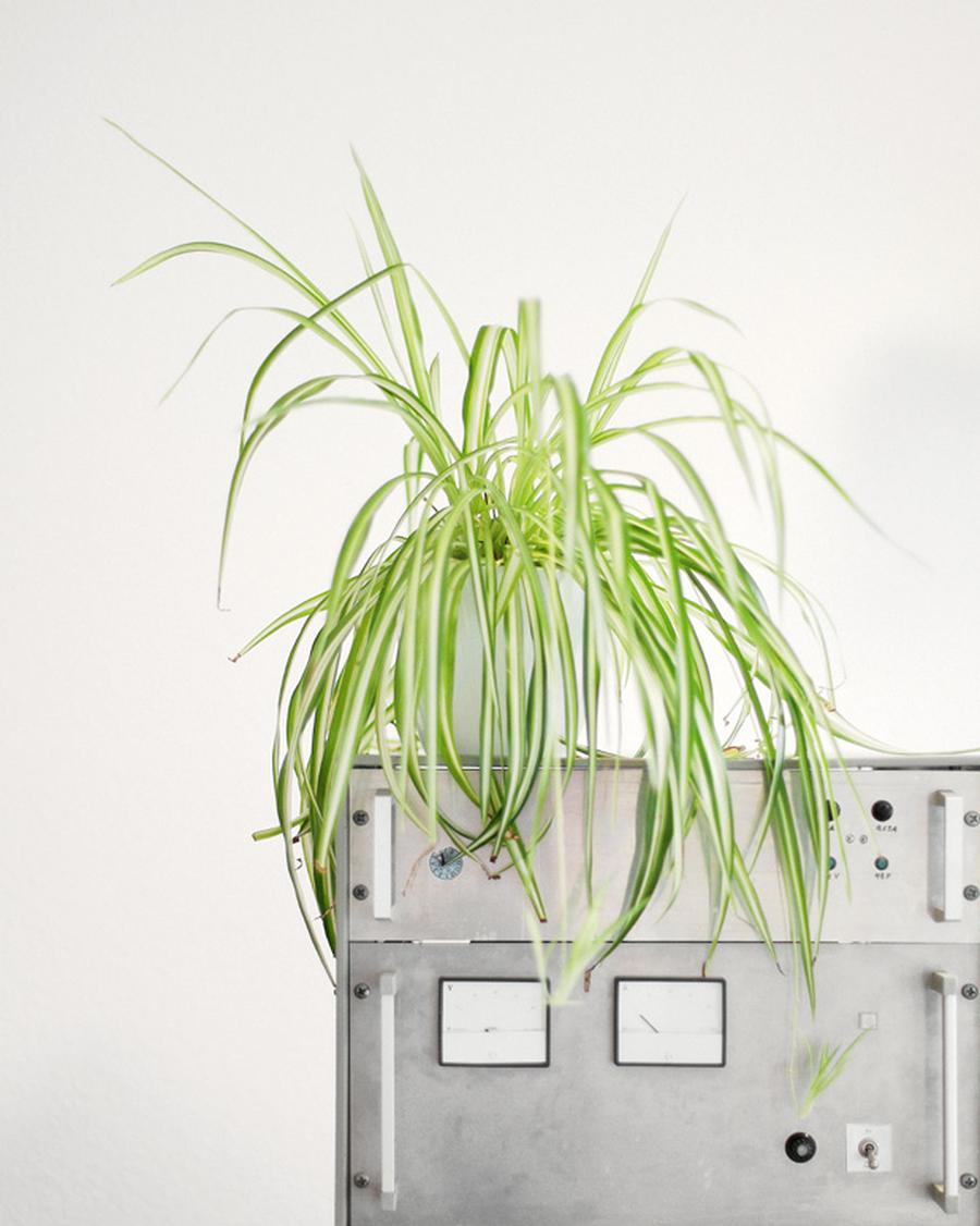Bropflanzen: Yucca, die alte Diva | DIE ZEIT