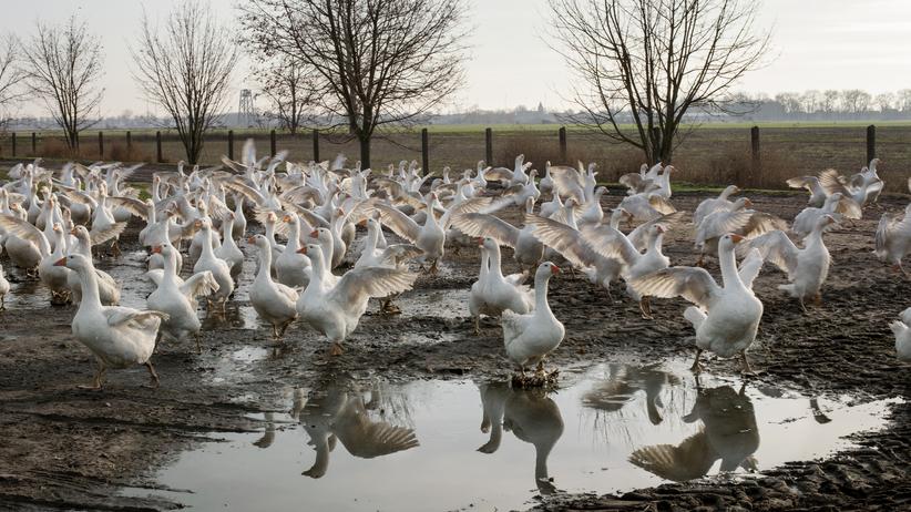 Weihnachtsgans Grossstadter Wollen Immer Die Dickste Gans Zeit Arbeit