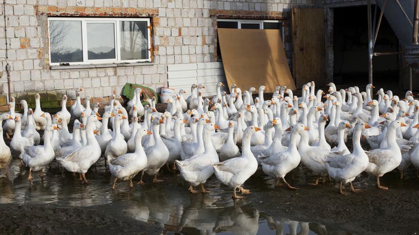 Weihnachtsgans Grossstadter Wollen Immer Die Dickste Gans Zeit Arbeit