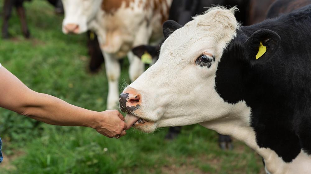 Molkeili employee: The work on the farm is exhausting, says Doortje Ahlers. When she is divided into dairy, her day begins at 4.30 a.m.