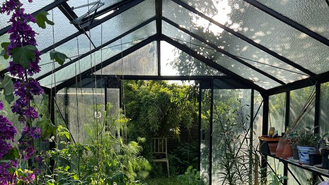 Gardener Warns: Avoid Supermarket Plants