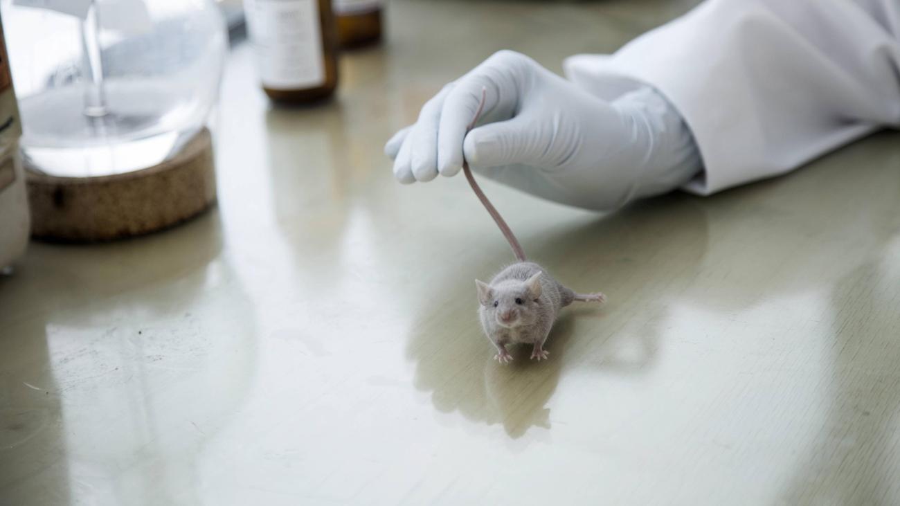 Tierversuche: »Niemand von uns muss sich für das, was er hier tut, schämen«