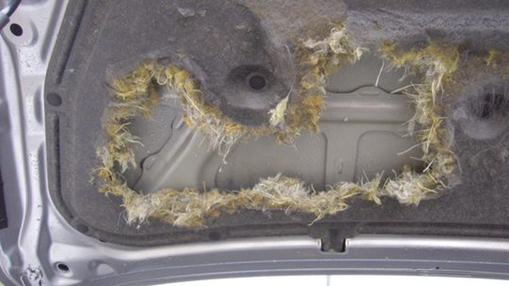 Fabelhafte Marderschaden Am Auto Bildernull