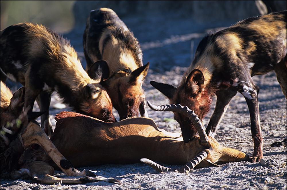 Tierwelten: Planet des Lebens | ZEIT ONLINE