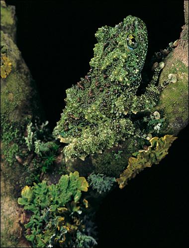 Frösche: Auf dem Sprung | ZEIT ONLINE