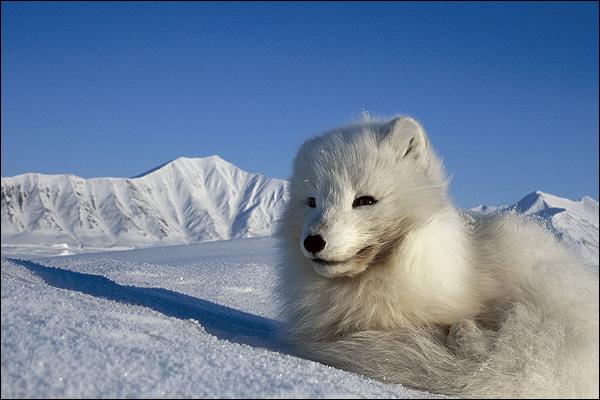 Leben am Nordpol: Ein Traum in Eis | ZEIT ONLINE