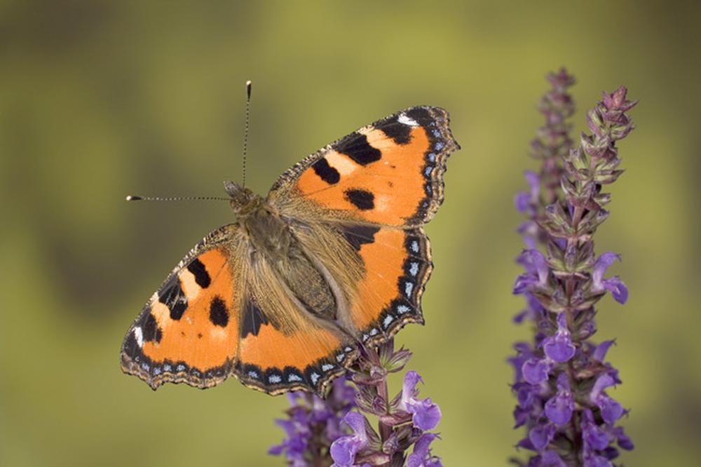 Naturfotografie: Mit Schmetterlingen auf Weltreise | ZEIT ONLINE