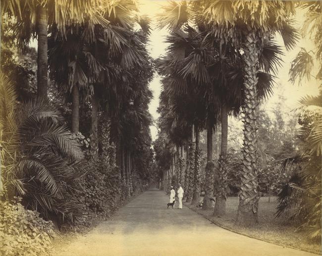 Botanische Gärten: Spaziergang im Paradies | ZEIT ONLINE