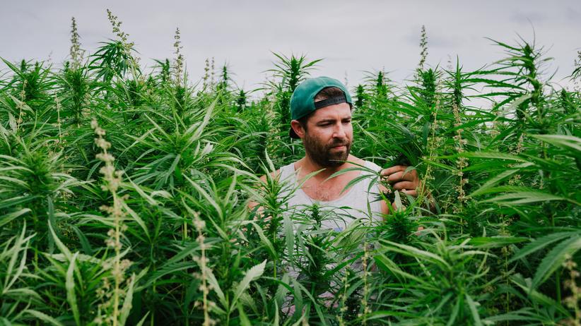 Cannabisanbau: So viel Ärger mit dem Hanf