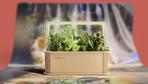 GreenBox: Der Küchengarten für Gescheiterte
