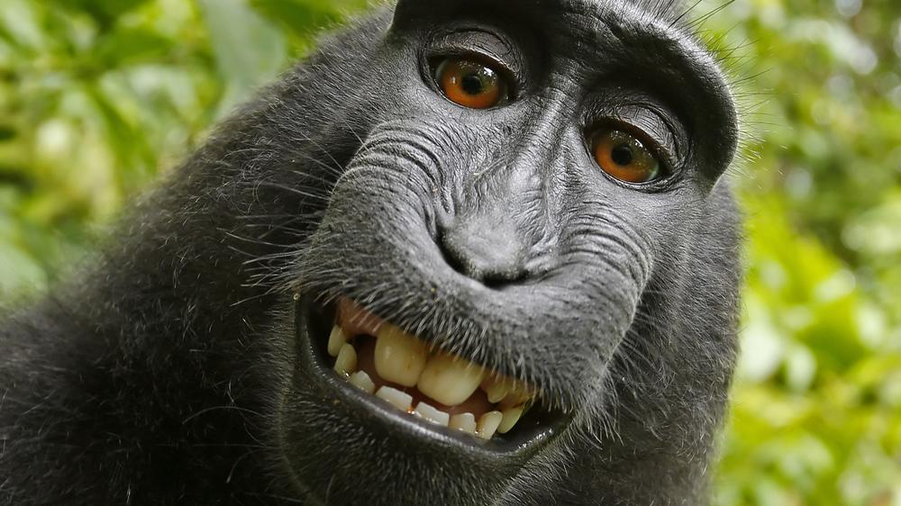 Urheberrecht: Selfie eines indonesischen Schopfaffenweibchens
