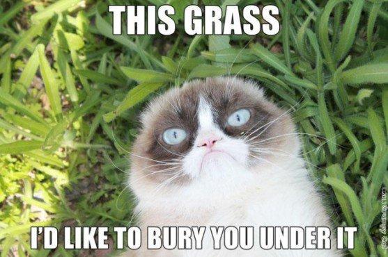 Grumpy Cat: Grumpy Cat hat viele Memes inspiriert.