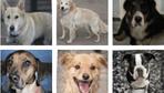 Captchas: Markiere die lachenden Hunde