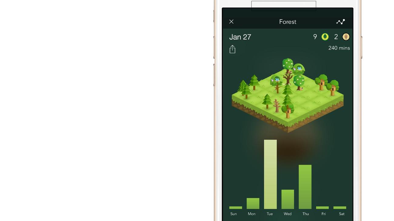 Forest Baume Pflanzen Zur Konzentration Zeit Online