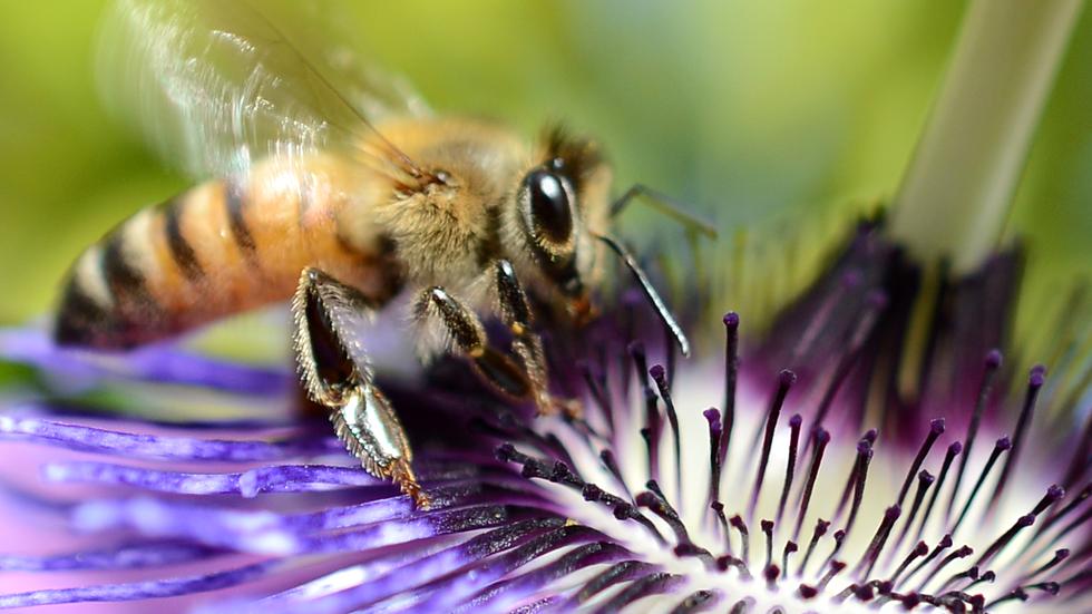 Bienensterben Drohnen Für Den Blümchensex Zeit Online