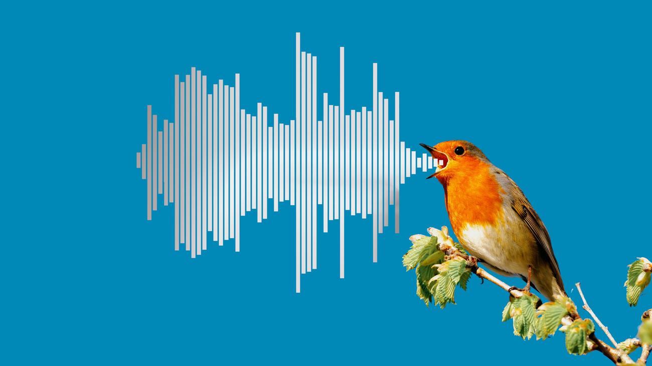 Merlin Bird ID: Wer tschilpt denn da so schön?