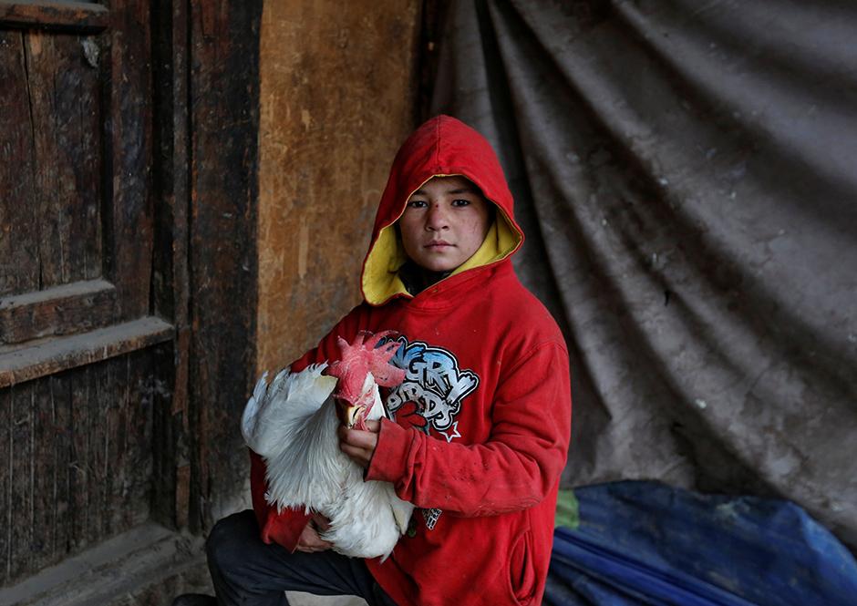 Vogelmarkt in Kabul: Singst du mir noch ein Lied? | ZEIT ...