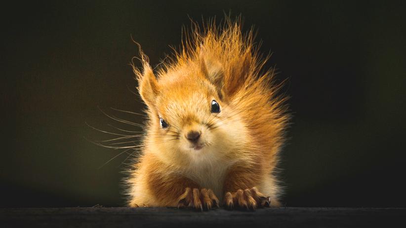 Stadtjäger: Ein Eichhörnchen gehört wohl zu den harmlosesten Tieren, die mit Menschen in Städten wohnen. 