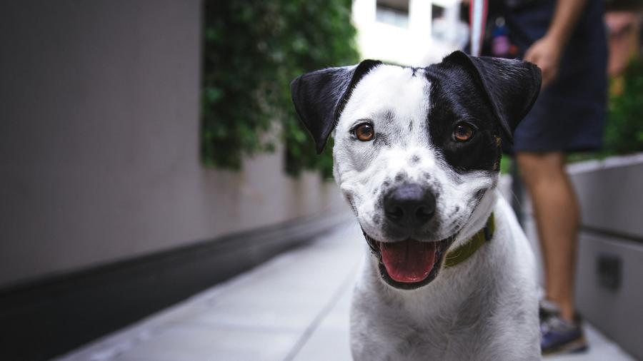 Hunde Katzen Kaufen