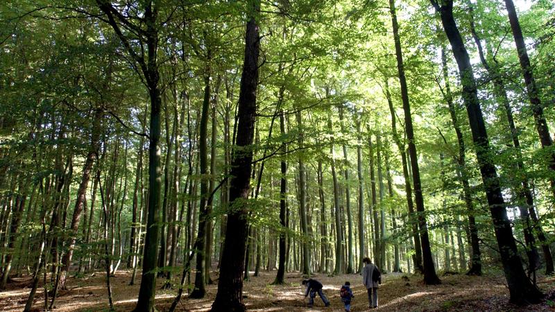 KÜBLER FOREST: Für Arbeiten im Wald