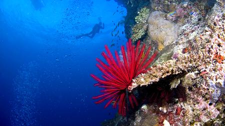 Great Barrier Reef Im Giftschrank Der Welt Zeit Online