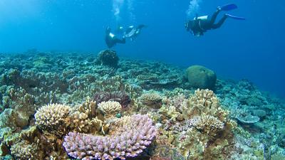 Great Barrier Reef Im Giftschrank Der Welt Zeit Online