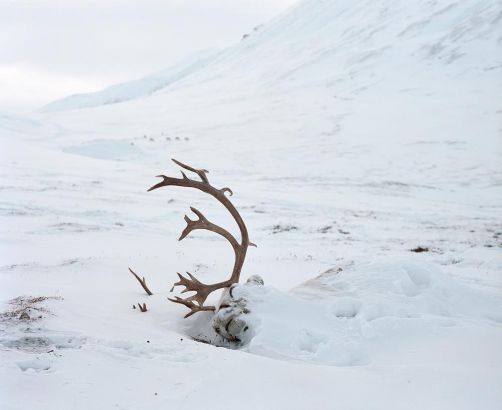 Totes Rentier Spitzbergen: Extremweiß | DIE ZEIT