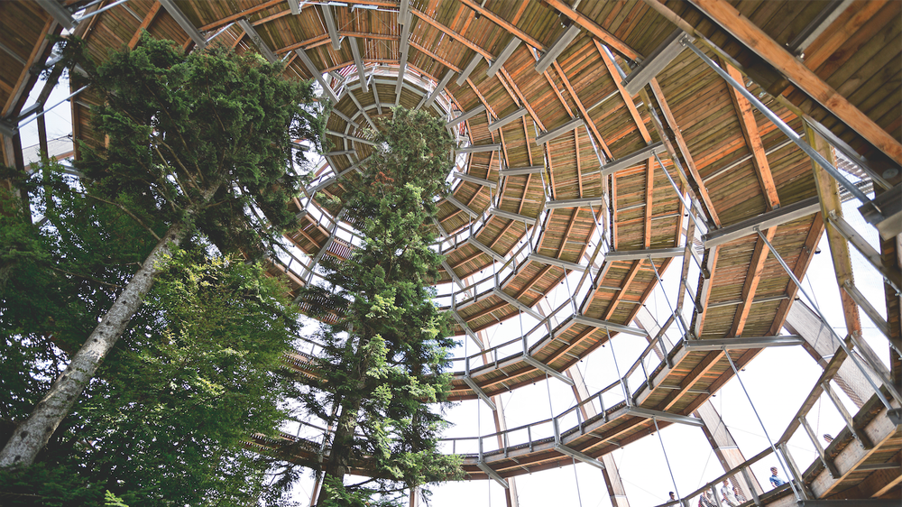 Borkenkäfer: Ein Wald mit Perspektiven: Im Nationalparkzentrum Lusen führt ein Baumwipfelpfad 44 Meter in die Höhe, auf dem Lusen haben Wanderer einen beeindruckenden Blick.