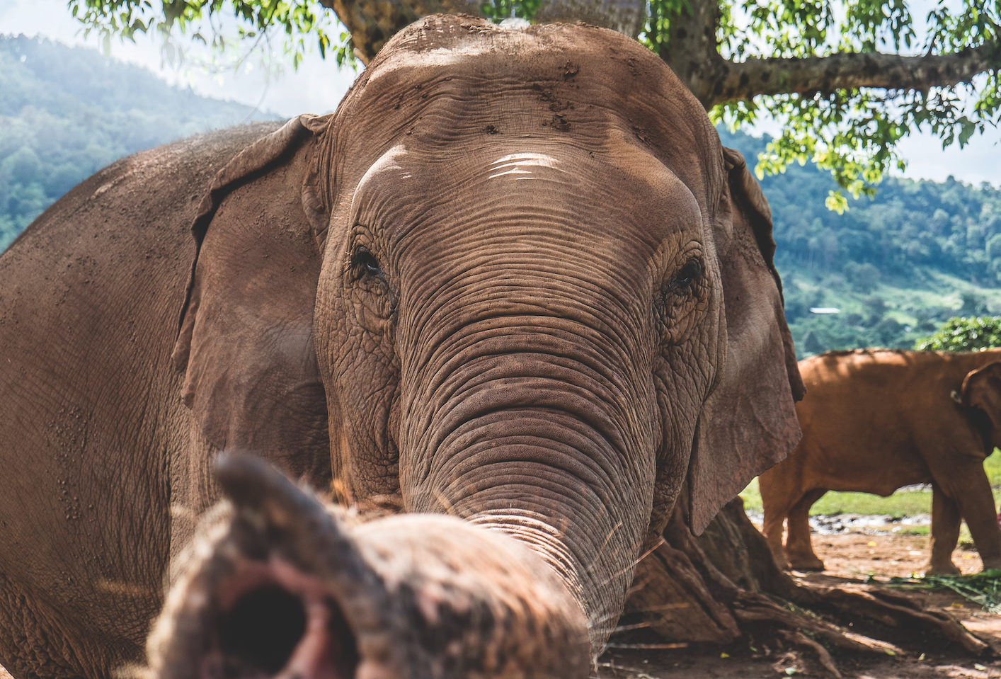 Elefanten in Thailand: Keine Scheu vor der Kamera: Die meisten der Tiere im Park wurden füher mit grausamen Methoden abgerichtet. Hier lernen sie, sich nicht mehr zu fürchten.