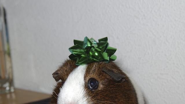 (+) Haustiere und Kinder: Was meine Kinder von unseren Meerschweinchen gelernt haben