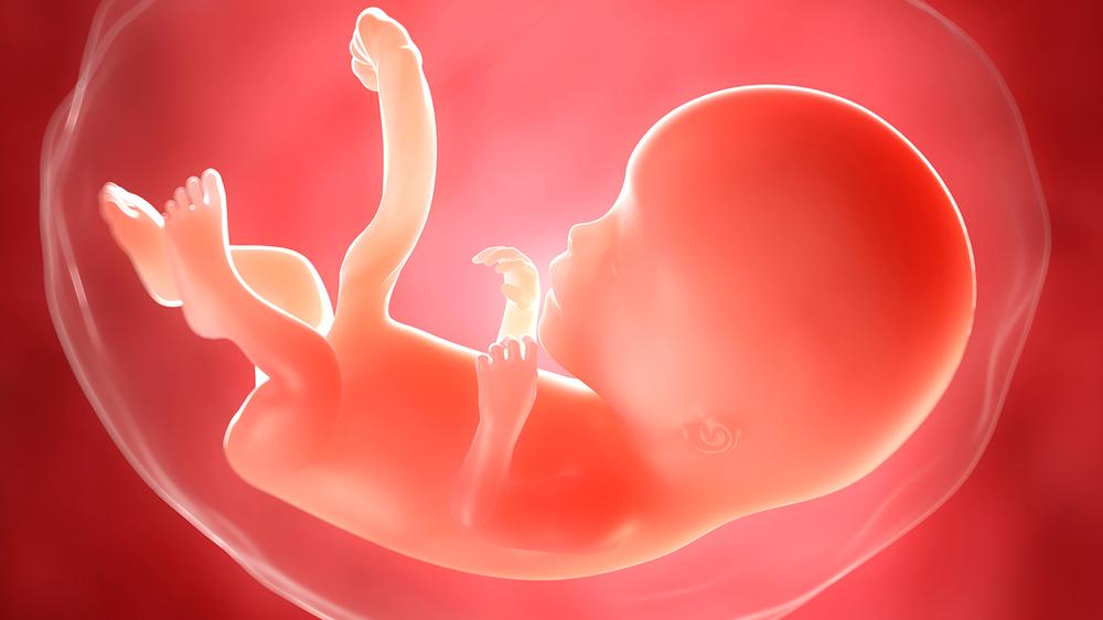 Pränataldiagnostik: Ein Fötus im Mutterleib in der elften Woche (Illustration)