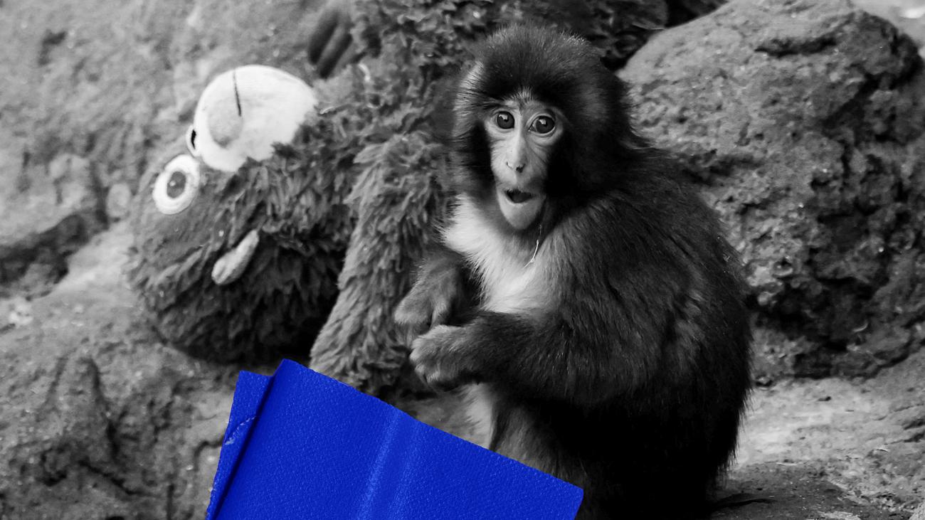 Affenbaby "Punch": Die unerträgliche Niedlichkeit des Seins