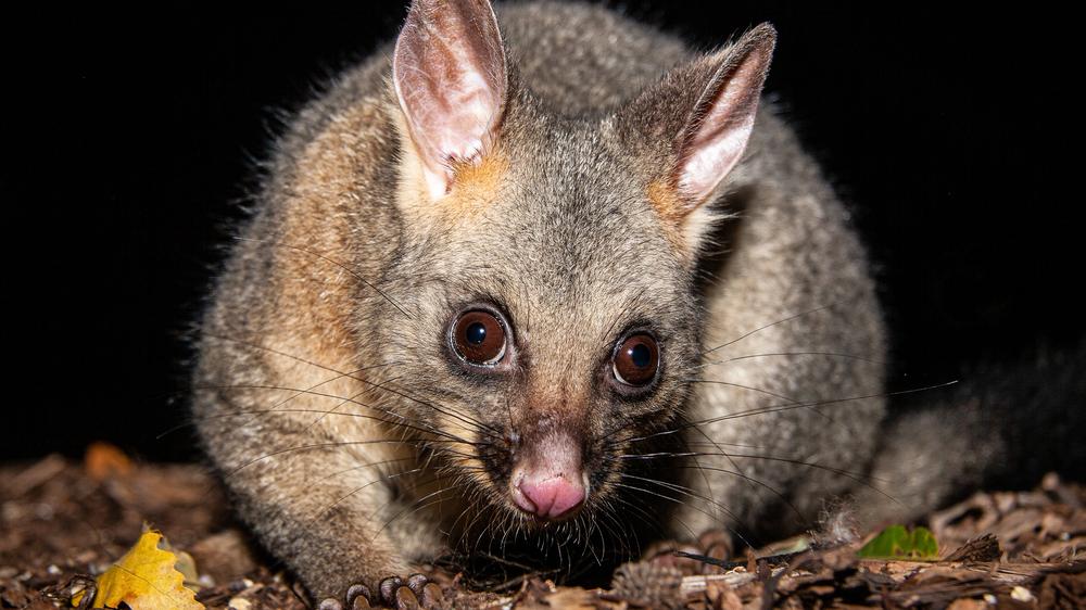 Possum am Flughafen Hobart: Dieses australische Possum könnte fast ein Plüschtier sein.