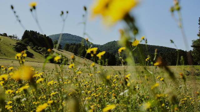 (+) Rheinland-Pfalz: Rheinland-Pfalz ist nicht Schlumpfhausen