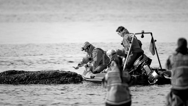Wal in der Ostsee: Unsere Walverwandschaften