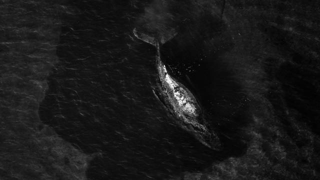 Humpback Whale Stranded in Baltic Sea Sparks Societal Debate in Germany