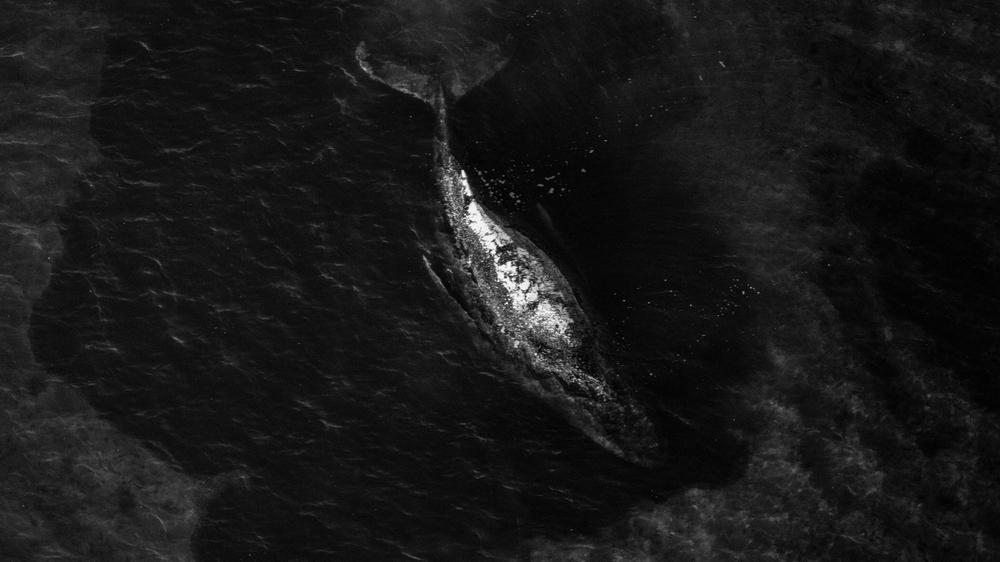 Buckelwal: Manchmal wirkt die Debatte über den Wal, der sich festgeschwommen hat, so untot wie das Tier selbst.