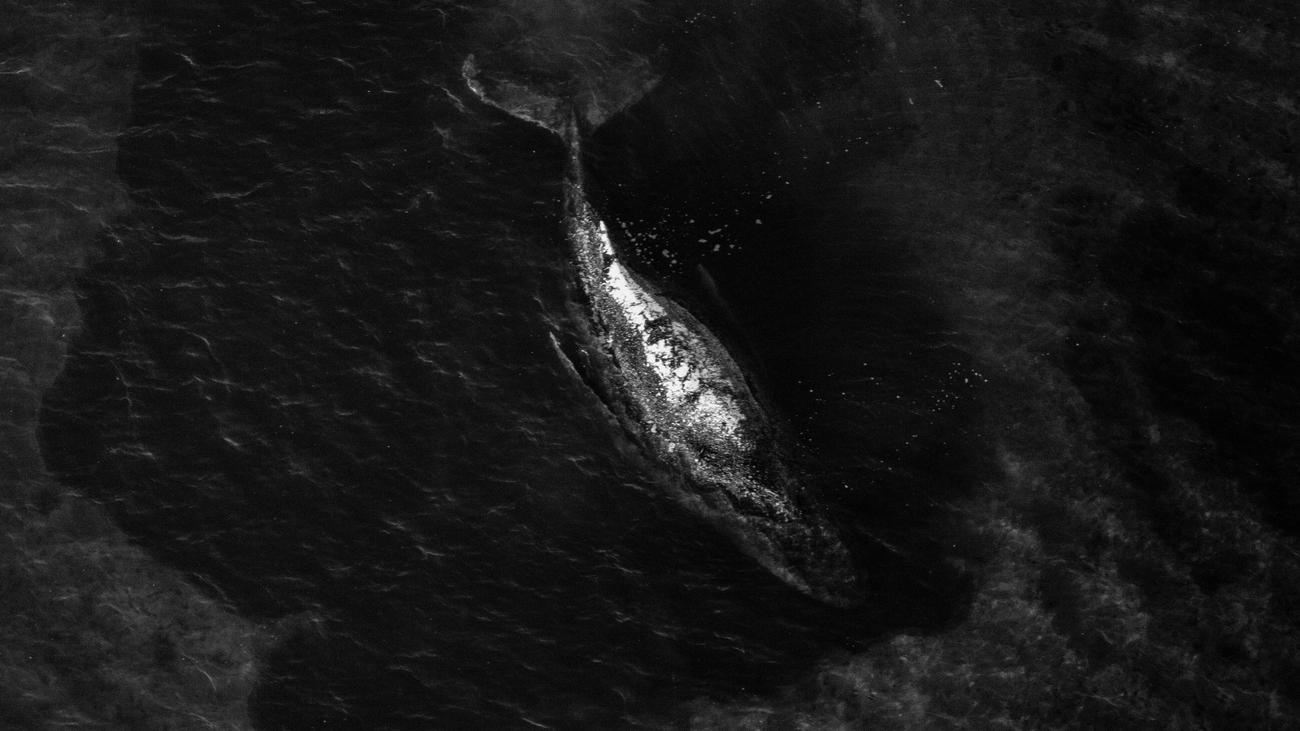 Buckelwal: Die Shitparade