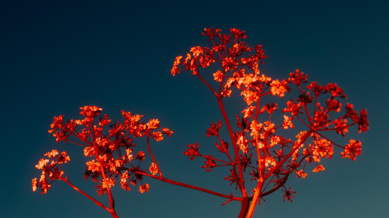 Maria Furtwängler: »Die Konservativen waren ökologisch mal besser«