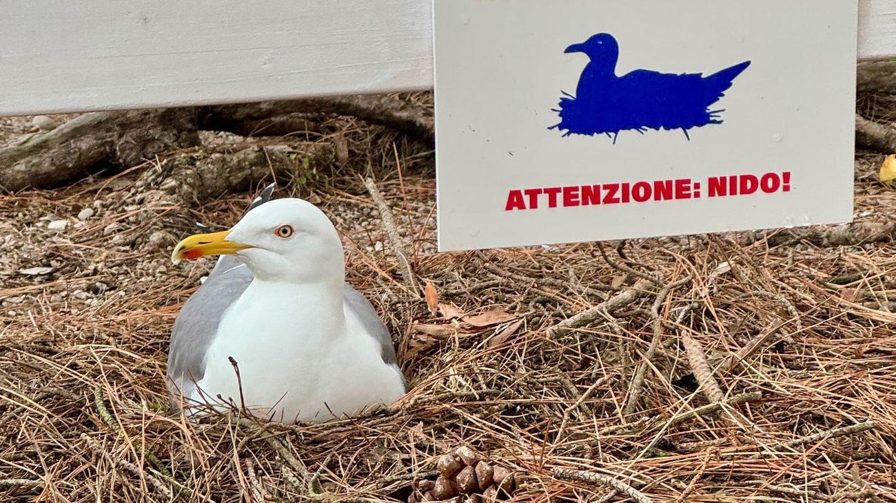 Biennale in Venedig: Ganz schön abgehoben