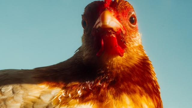 Aktienmarkt: Die Börse hält Trump für ein feiges Huhn. Genau das ist das Problem