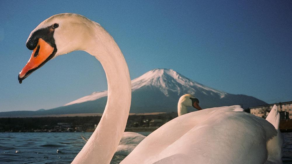 Parlamentswahl in Japan: Das Ausbruchsrisiko des japanischen Vukans Fuji gilt als gering. An den Börsen könnte das Land jedoch für Eruptionen sorgen.